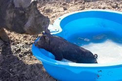 The piglet was eager to get out of the small pool as a larger Berkshire pig stands guard.
