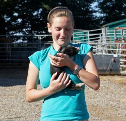 The latest batch of Berkshire piglets had trouble feeding; either their mother wasn't bothered or her previous litter were pushing the little ones out of the way. Fortunately, we have two veterinary students working here for the summer so they have been hand rearing the littlies. Sadly, we lost 3 but the other 3 are doing well.