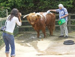 GQ Styledid an article on "the best," and wanted to feature Kobe beef as the best beef. They sent up a photographer from London, Annabel Elston, to take pictures of me doing silly things to Lord Rannoch --- like giving him a bubble bath.