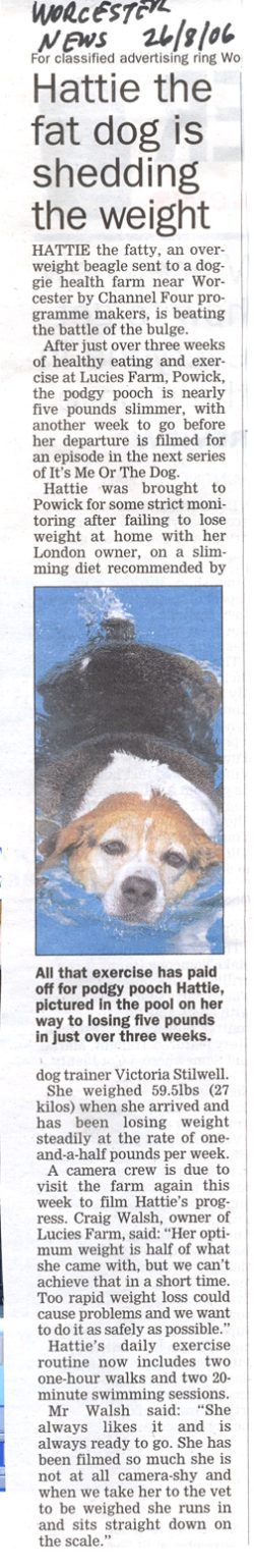The local newspaper picked up on the Hattie story when doing an article (never published) about our neighbour's claim that the dog resort was too loud. (Noise monitoring equipment installed by the Council did not show any noise offences.) This small story talks about Hattie's five week visit to Lucies Farm, the subject of an upcoming "It's Me Or The Dog" programme.