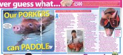 When the journalist called fromPick Me Upmagazine, I thought she was joking. But it's a women's magazine with quite a large circulation. They did a "cute" story about Marjorie swimming with the Tamworth pigs.