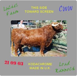 Lord Rannoch of Lucies