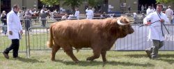 Lord Rannoch in the show ring, being pulled by Kevin and prodded a bit by Andy.