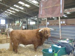 Lord Rannoch in the cattle shed before the judging.