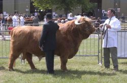 Lord Rannoch of Lucies in the Three Counties Show ring, being judged