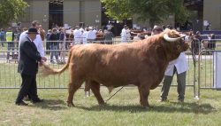 Lord Rannoch in the Three Counties Show judging ring