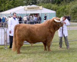 Andy and Kevin with Lord Rannoch of Lucies - Three Counties Show judging, 2004