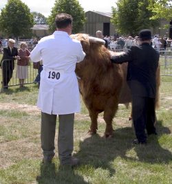 Lord Rannoch of Lucies in the showing ring - Three Counties Show