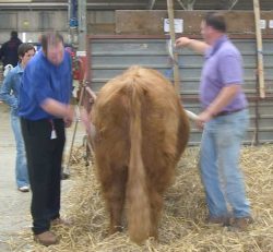 Andy and Kevin in a flurry of activity to get Lord Rannoch ready for the show ring - Three Counties Show, Malvern, 2004