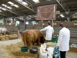 Kevin and Andy getting Rannoch ready in the cattle shed, Three Counties Show, Malvern 2004