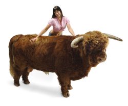 This photo, taken in a studio in Birmingham in early February 2005, is part of a promotion of our Scottish | Kobe beef. Rannoch was quite happy to be massaged!