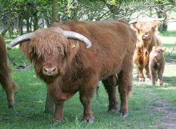 Lord Rannoch posing in front of one of his wives, with one of his heifer calves (born the day before). A summer day at Birchfields, June 11 2005