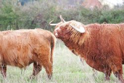 We just moved the ladies from Birchfields 1 down the little road to Birchfields 2. Rannoch was delighted to make their acquaintances, again, in a Highland bull sort of way.