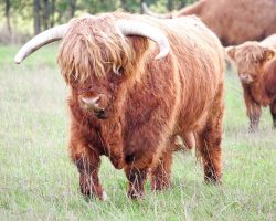 Quite happy at the fact that six Highland ladies were delivered to his field. Like a kid in a candy shop --- or is it a bull in a China shop?