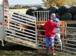 We've loaned Lord Rannoch out for the winter to a farm in Warwickshire. Marjorie and Zbig gently coax His Lordship into the stock trailer for the short ride.