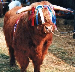 Won at one agricultural show.