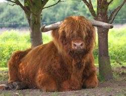 His Lordship likes nothing more than to relax on the ground, in the shade of a tree, and watch his ladies. Come to think of it, what's wrong with that?