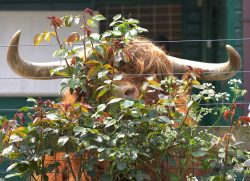 He'd become a bit camera-shy by this point, and chose to "vant to be alone" behind a rose bush.