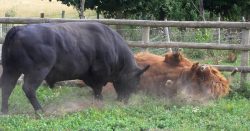 Lord Rannoch decided to pay Ballet Cruz a visit and in the words of the Rolling Stones "made the biggest mistake of his life". He was no match for the much younger bull. He's OK. Only his pride is wounded.