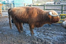 Lord Rannoch is getting on in years, and suffers from arthritis. We're moving him from the back barn into the stable block where we can keep a closer eye on him. While he is slow when he walks, he does get up and walk around periodically, and was happy to follow the feed bucket to the stable block.
