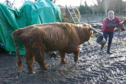 He walked, unaided, to the stable block, and had a nice meal in his new home.