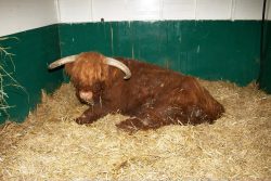 We moved Lord Rannoch from the upper barn into the stable so we can keep a close eye on him. The vet has prescribed a course of oral Phenylbutazone, and we're hoping this can help to reduce the stiffness from his arthritis.