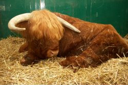 Rannoch at Rest in the Stable
