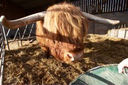 He showed quite a bit of the old spirit when he was in, temporarily, with Belinda the cow. We're now trying to lure him into the other part of the barn with his favourite --- food! His horns are magnificient, and he's a gentle soul.