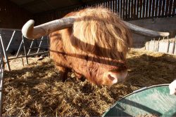 Luring Lord Rannoch With Food