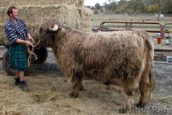 Kevin and the first Scottish | Kobe steer