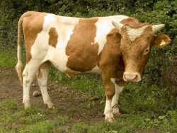 We recently purchased Carole, a pure-bred Guernsey cow, as our "house cow." The farmers who sold us Carole are getting out of the dairy business, so their bull, Merlin, was set to go to the chop. The Guernsey Cattle Society tells me Guernsey beef is delicious, so Merlin has had a bit of a reprieve. He gets to eat grain and grass and drink beer --- for a year.