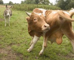 Merlin, the Guernsey bull, shares his field with two donkeys (Pedro and Geofredo), a zippy horse, and three elderly alpacas.
