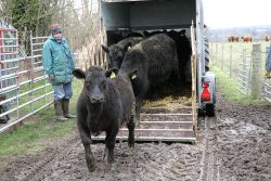 With the increased demand for Scottish | Kobe beef, we have purchased six new purebred Aberdeen Angus steers to add to our own existing herd. The steers were raised by David Coward in Mere, Wiltshire -- here's a photograph of their arrival. Their first taste of beer, and their first massage, awaits.