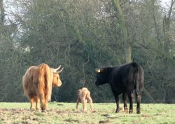 The afternoon of March 19, 2005, on our four acre field. The Highland calf was born on Thursday: she's a heifer. She looks like the folks at Steif created her. This is a photo of mother (a pedigree Highland cow), baby, and one of our pedigreed Aberdeen Angus cows. The photo shows the difference between a Highland cow (on the left) and an Aberdeen Angus cow (right).