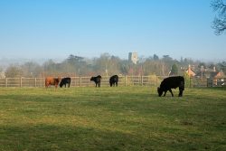 This is our 11-acre field, which overlooks the Powick Parish Church and the valleys of the Teme and Severn Rivers. Here our pedigree Aberdeen Angus steers and Highland steers live the Kobe life: a regular diet of grain, beer (from the local micro-brewery), and massages.
