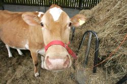 Carole, a pedigree Guernsey Cow, is our "house" cow --- providing us with all of our milk. So much milk that we feed the excess to our Tamworth pigs. We have just started to make butter and (soon) cheese from Carole's "output." And she treats us to the best milk shakes in Worcestershire, if not all of the West Midlands.