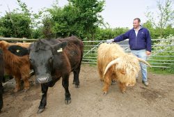 Kevin Howdle massaging one of the younger Highland steers.