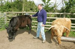 We are moving from pedigreed Highland cattle (right) to pedigreed Aberdeen Angus cattle (left). Here Kevin massages one of the young Aberdeen Angus steers, while the Highland steer awaits its turn.