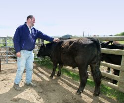 Kevin massaging a pedigreed Aberdeen Angus steer for our Scottish | Kobe beef.