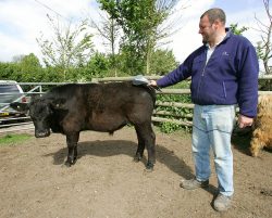 Kevin Massaging a Young Aberdeen Angus Steer