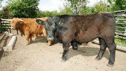 We are gradually moving from the pedigree Highland cattle (long-haired, horns -- on left) to pedigree Aberdeen Angus cattle (black -- on right). Both produce delicious beef: the Aberdeen Angus matures earlier.