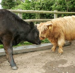 The young steers having a friendly pushing match. Pedigreed Aberdeen Angus on the left, and pedigreed Highland on the right. The "battle" of the two Scottish breeds.
