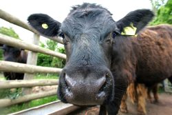 Because our cattle are regularly massaged, and have daily interaction (when feed beer and grain), they are quite curious about what's happening.
