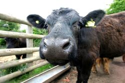 One of our Scottish | Kobe steers, showing off for the camera - May 2005