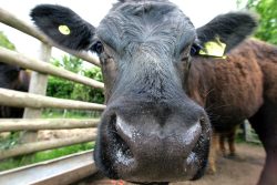 Aberdeen Angus Steer