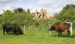 Our Aberdeen Angus bull, Rull Balletcruz B012, enjoys a summer meal with Betty, our Gloucester cow. The story of Gloucester cows is quite interesting: in 1972 there were only 68 Gloucester cattle in the world. Please visit theGloucester Cattle Society website. Note the roof thatcher in the background.