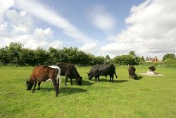 In this section of the field, we have Betty, our Gloucester Cow, three Aberdeen Angus females (a mother and her two daughters), and our Aberdeen Angus bull. Just another sunny day in Worcestershire.