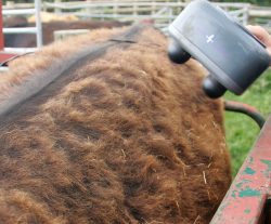 We weigh the cattle every week in a chute called (and I hate this name) a "crush." While in the crush, we take the opportunity to massage them using our large electric massager. This Aberdeen Angus steer still has part of its winter coat, even though this photo was taken on June 10 2005.