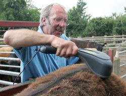 The cattle stand still when they're being massaged, and often lean into the massager. They are weighed and massaged after they've had their beer and grain, so are quite merry anyway.
