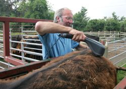Vic Scott Massaging Aberdeen Angus Steer